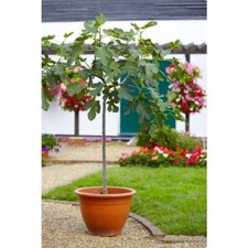 Fig Tree - Ficus carica Brown