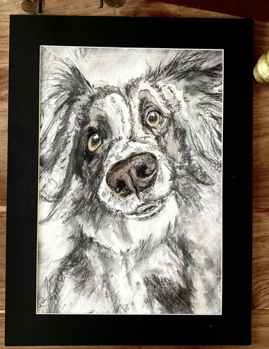 Border collie sheepdog - border,