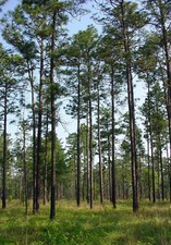 Longleaf Pine (Pinus