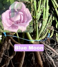 BARE ROOT ROSE Blue Moon HT