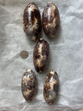 Tortoise cowries shells pcs - tortoise,