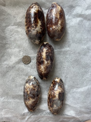 Tortoise cowries shells - shells, pcs