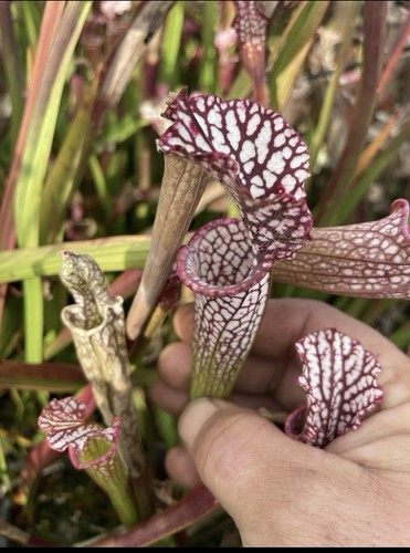 Sarracenia leucophylla 5 - leucophylla,,