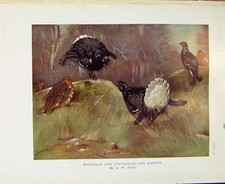 Old Antique Print Sporting