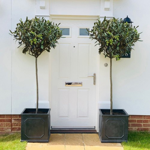 Olive tree standard - olive,
