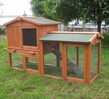 Rabbit guinea pig - rabbit,