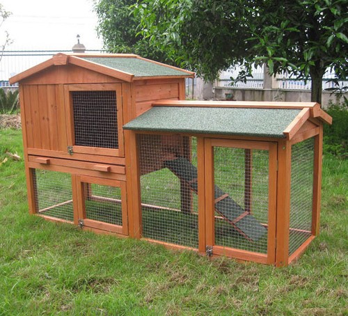 Rabbit guinea pig - /,