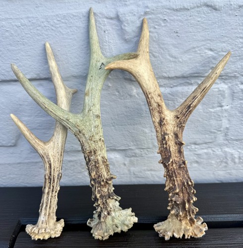 Roe deer antlers - roe,