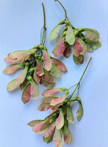 Pcs sycamore maple tree - pcs,