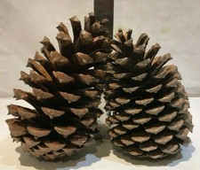 Pine, Fir, Sequoia, Alder