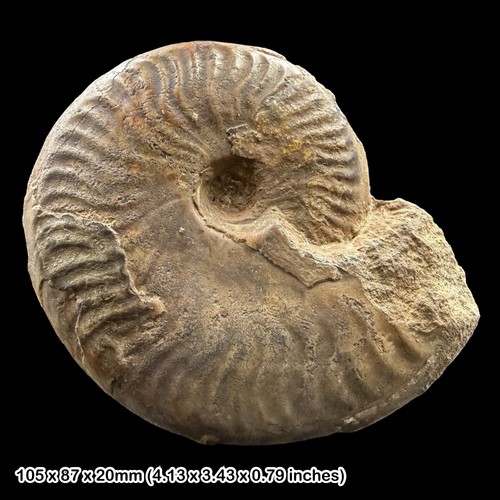 Graphoceras concavum ammonite - graphoceras,