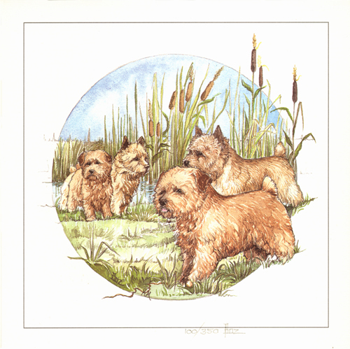 Norfolk norwich terrier dog - norfolk,