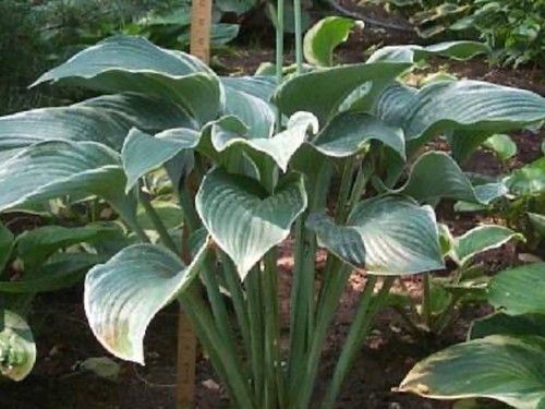 Hosta tom schmid pot - (pot, grown
