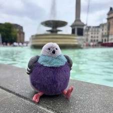 Leicester Pigeon - London