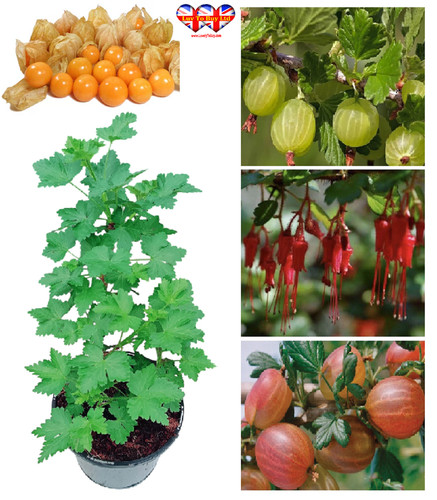 Gooseberry hinnonmaki fruit - gooseberry,
