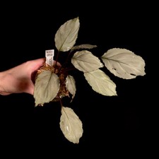 Homalomena sp. Silver Velvet - Aroid - Terrarium Plant - P1025