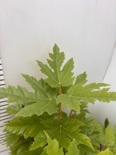 Ficus afghanistanica silver - ficus,