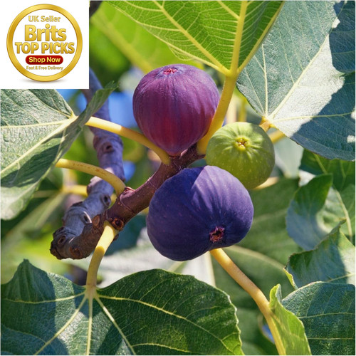 Large fig tree - large, turkey