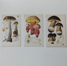 Set Of 3 Small Vintage Prints Botanical Mushrooms Fungi Illustration Wall Art