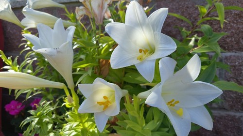 Garden lily white colour - garden,