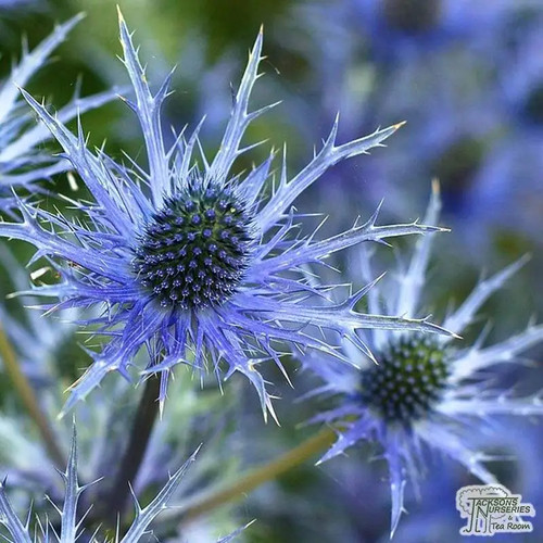 Eryngium planum blue sea - 2,