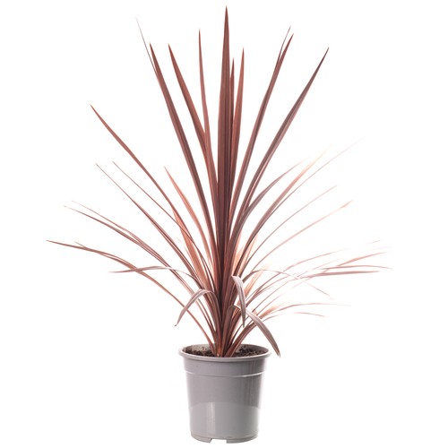 Cordyline australis red star - cordyline,