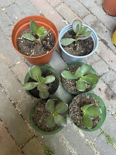 Jade money plant - money, (real)