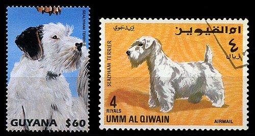 Sealyham terrier dog - sealyham,