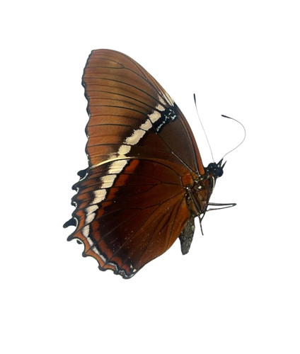 Siproeta epaphus papered - siproeta,