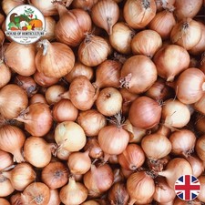 Fresh British Pickling Onions