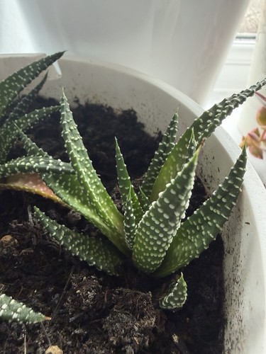 Rooted gasteraloe cactus plant - rooted,