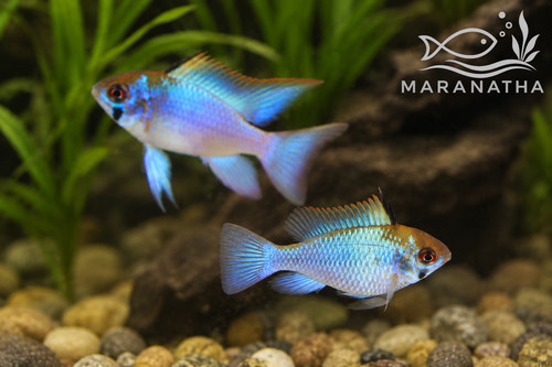 Electric blue ram pair - ram, 1