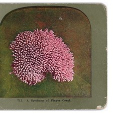 Stereoview of Finger Coral