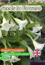 ANGEL'S TRUMPETS BRUGMANSIA SUAVEOLENS - WHITE - TROPICAL  10 BEST QUALITY SEEDS