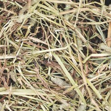 Bunny Bistro Timothy Hay 1st