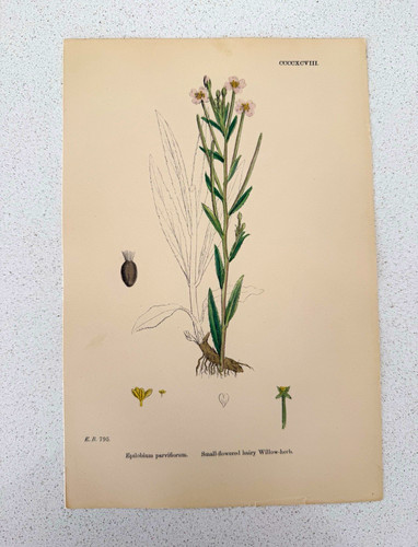 Antique botanical print - botanical,
