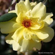 Golden Showers - Climbing Rose FREE NATIONWIDE DELIVERY