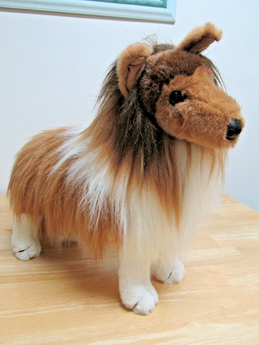 Douglas dixie sheltie - douglas, collie