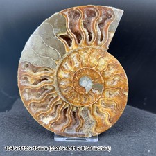 Giant cut & polished ammonite
