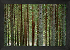 Tree Trunks Framed Wall Art