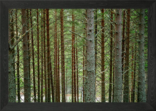 Tree trunks framed wall - wall, art