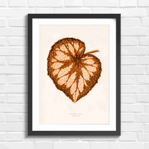 Botanical rex begonia leaf - rex,