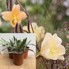 Evening Primrose 'Apricot