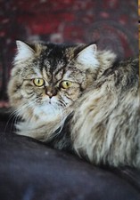 Cat Modern Postcard Scottish Fold Ocicat Oriental Persian Cats New - Choose One