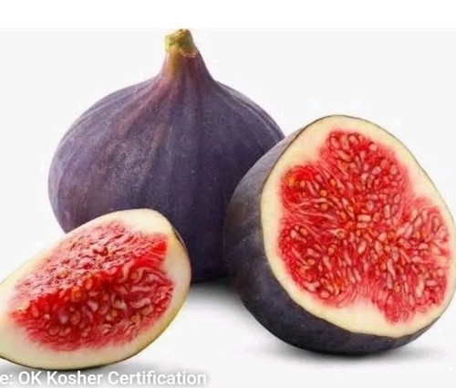 Very healthy fig plant in - fig,