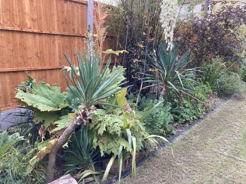 Mature large yukka palm - large,