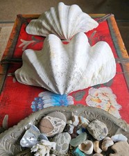 Two beautiful large tridacna - large,