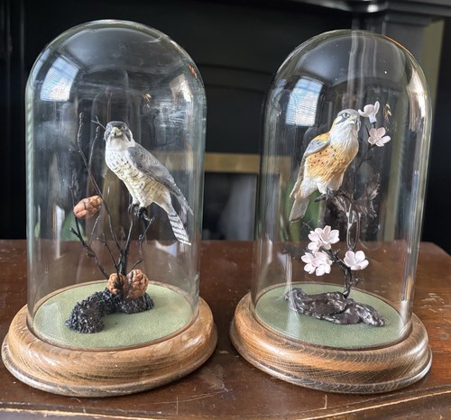 Country artists birds - country, of