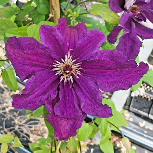 Moniuszko clematis seeds - moniuszko,