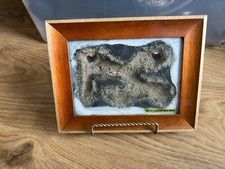 RARE Ants Canada Habitat Nest V2 2010